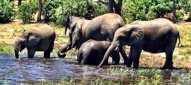 Thanks Botswana….Elephants in the Water…Such a Treat!